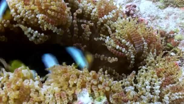 Ανεμώνες και τα πολύχρωμα ψάρια κλόουν. Μαλδίβες. — Αρχείο Βίντεο