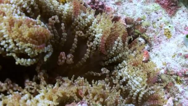 Anemoni e pesci pagliaccio multicolore. Maldive . — Video Stock