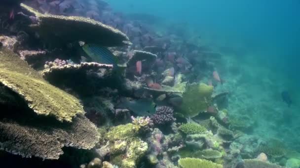 Onderwater landschap van koraalrif. Malediven. — Stockvideo