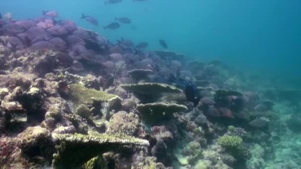 Onderwater landschap van koraalrif. Malediven. — Stockvideo