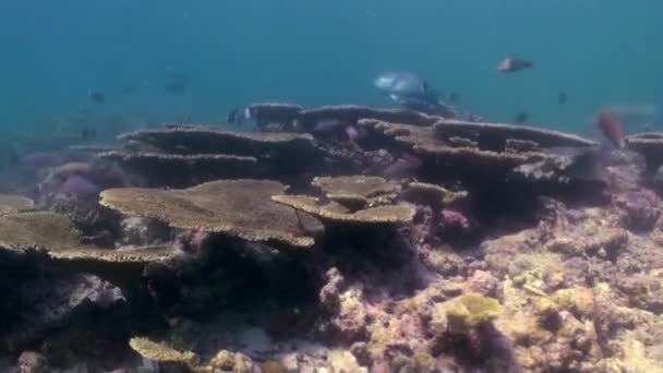 Paisagem subaquática do recife de coral. Maldivas. — Vídeo de Stock