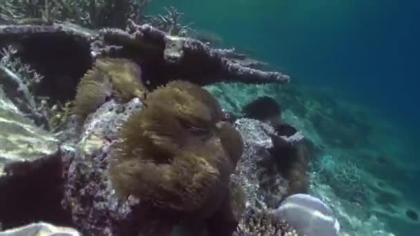 Paisaje submarino de arrecife de coral. Maldivas. — Vídeo de stock