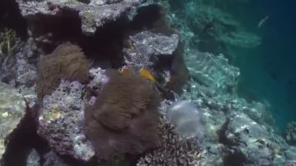 Paisagem subaquática do recife de coral. Maldivas. — Vídeo de Stock