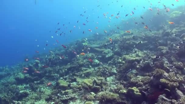 Paisaje marino submarino de arrecife de coral tropical . — Vídeos de Stock