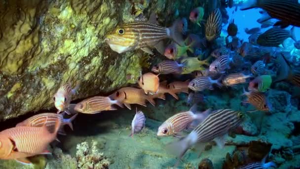 Escuela de peces tropicales en arrecife en busca de comida. — Vídeos de Stock