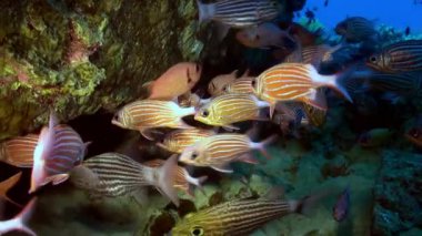 Resifteki tropik balık sürüsü yiyecek arıyor..