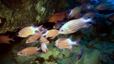 Resifteki tropik balık sürüsü yiyecek arıyor..