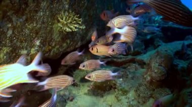 Resifteki tropik balık sürüsü yiyecek arıyor..