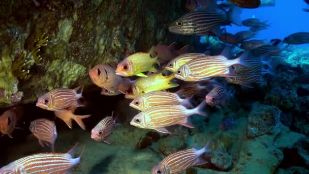 Школа тропічної риби на рифі в пошуках їжі . — стокове відео