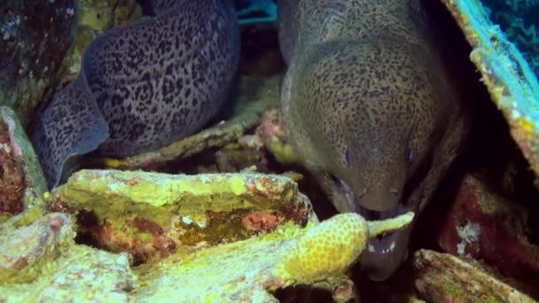 Moray Eel porren zijn hoofd uit zijn gat in rif. — Stockvideo