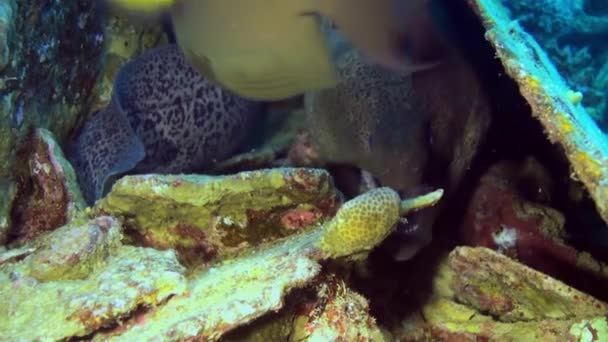 Moray Eel cutucando sua cabeça para fora de seu buraco no recife . — Vídeo de Stock
