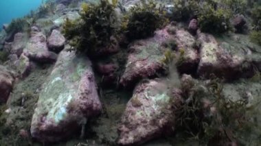 Taşları, sakinleri ve bitki alt.