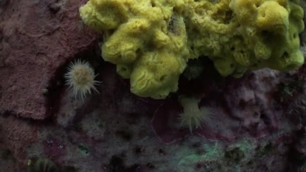 Fehér korallok és a sárga szivacs kő emeleten. — Stock videók