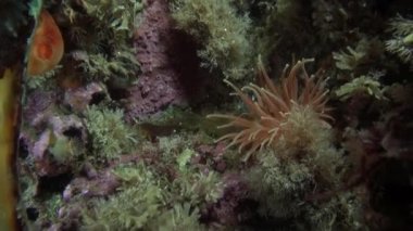 Beyaz anemon ve bir taş zemin üzerine sarı sünger.