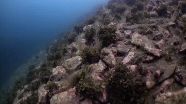 Taşları, sakinleri ve bitki alt.