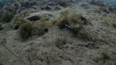 Taş deniz tabanında deniz annelid solucanlar.