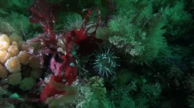 Beyaz anemon ve bir taş zemin üzerine sarı sünger.