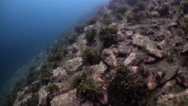 Piedras, habitantes y vegetación en el fondo . — Vídeos de Stock