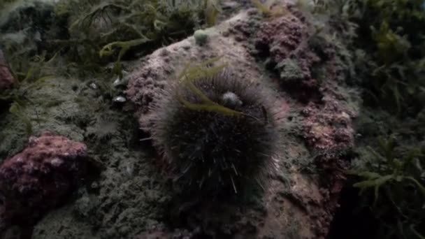 Erizo de mar en el fondo marino de piedra . — Vídeos de Stock
