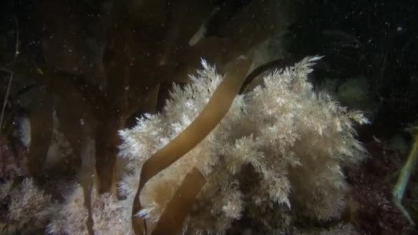 Algas de hierba verde en el fondo del mar . — Vídeo de stock