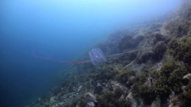 Fésű medúza Mnemiopsis úszás hideg vízben. — Stock videók