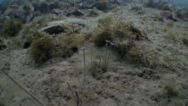 Mořské žížaly na kamenném mořském dně. — Stock video