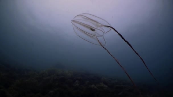 차가운 물에서 수영하는 빗 해파리 Mnemiopsis. — 비디오