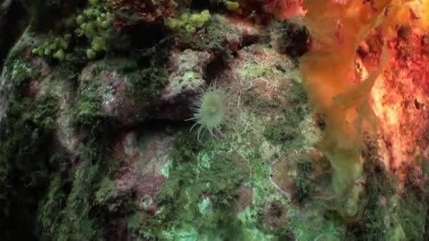 Anemoni bianchi e spugna gialla su un pavimento di pietra . — Video Stock