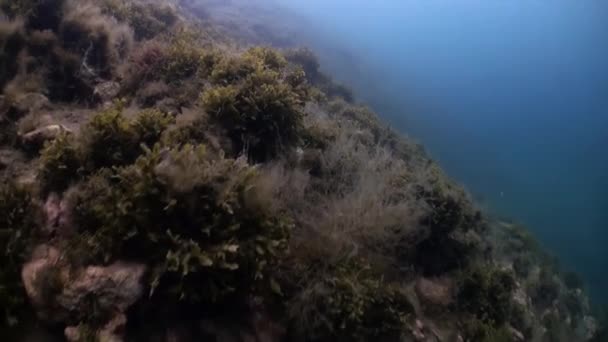 Zöld fű hínár a tengerfenéken. — Stock videók