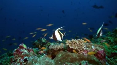 Akşam karanlığında resifteki kelebek balığı yiyecek arıyor..