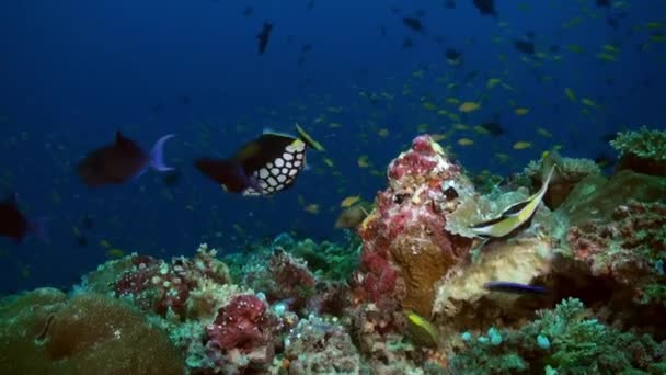 Peces mariposa en el arrecife al atardecer en busca de comida. — Vídeos de Stock