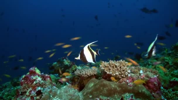Peixe borboleta no recife ao anoitecer em busca de comida. — Vídeo de Stock