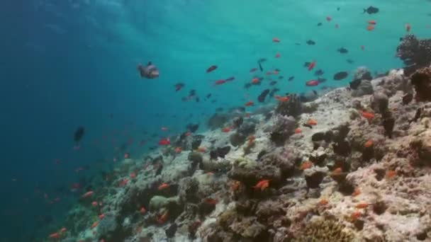 Skolflock av färgglada fiskar i havssoppa på rev. — Stockvideo
