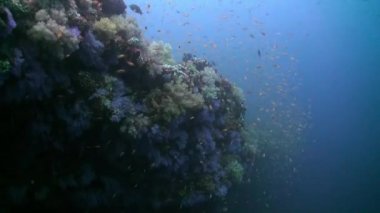 Okyanustaki resifteki renkli yumuşak mercan çalılıkları.