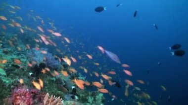 Resifteki deniz çorbasında renkli balık sürüsü..