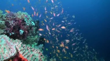 Resifteki deniz çorbasında renkli balık sürüsü..