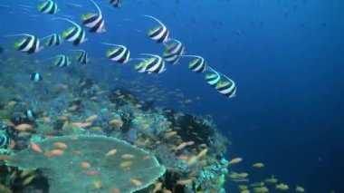 Akşam karanlığında resifteki kelebek balığı yiyecek arıyor..