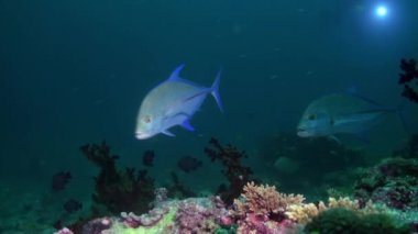 Resif te geceleri yiyecek arayan büyük aç ton balığı