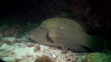 Geceleri resifte balık wrasse ve temizleyiciler