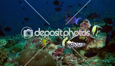 Akşam karanlığında resifteki kelebek balığı yiyecek arıyor..