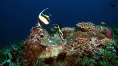 Akşam karanlığında resifteki kelebek balığı yiyecek arıyor..