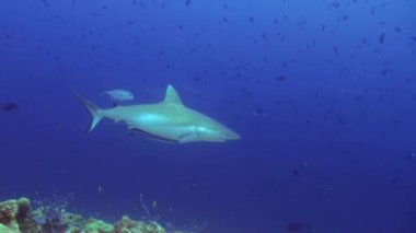 Anemon ve palyaço balık deniz tabanı üzerinde geceleri.