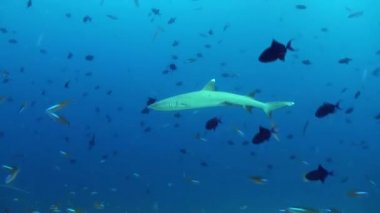 Anemon ve palyaço balık deniz tabanı üzerinde geceleri.