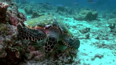 Hawksbill deniz kaplumbağası mercan resif üzerinde yemek Yüzme