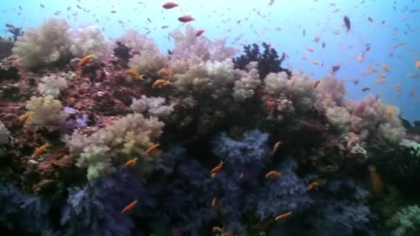 Bilhetes de coral macio colorido no recife no oceano. — Vídeo de Stock