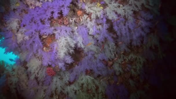 Espesores de coral suave colorido en el arrecife en el océano. — Vídeo de stock