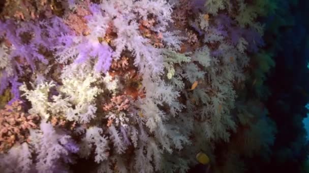 Espesores de coral suave colorido en el arrecife en el océano. — Vídeos de Stock