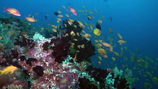 Bilhetes de coral macio colorido no recife no oceano. — Vídeo de Stock