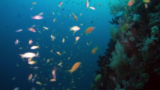 海のサンゴ礁上のカラフルな柔らかいサンゴの厚さ. — ストック動画