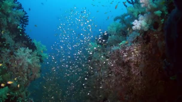 Escuela bandada de peces de vidrio en el arrecife al atardecer. — Vídeos de Stock